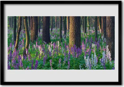 Produktbild von Bild 100x70 MDF-Rahmen Wandkunst Wald Blumen Natur