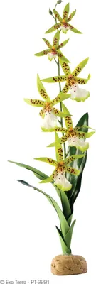 Image de Hagen Exo Terra Araignée Orchidée
