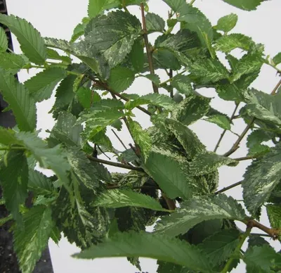 Produktbild von Hochstamm Silberulme Variegata - Ulmus minor - Stamm 80cm + Krone