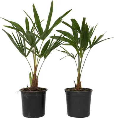 Zdjęcie produktu dla Szorstkowiec Fortunego - 2 szt - Trachycarpus Fortunei - W35-45cm - ⌀15cm