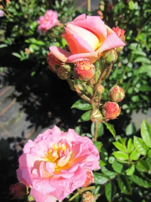 Produktbild von Rosa Joanne de Feligonde® - Kletterrose - Södler Rose