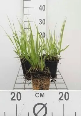 Produktbild von 6 x  Molinia arund. 'Transparent' - Pfeifengras  - Topf 9 x 9 cm