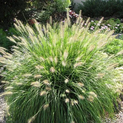 Produktbild von 50 Pflanzen Lampenputzergras 'Hameln', Pennisetum alopecuroides, P9 Topf