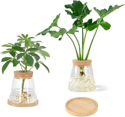 Immagine prodotto di Set per idrocultura in vetro - Confezione da 2 - Terrario per piante - Propagazione delle piante - Ufficio - Decorazione