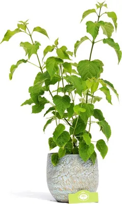 Produktbild von Clerodendrum trichotomum 'Shiro' Kanzelbaum, Erdnussbutterbaum, 2 Liter Topf
