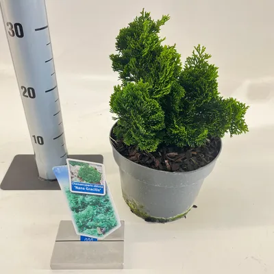 Immagine prodotto di Chamaecyparis obt. ‘Nana Gracilis’ - Cipresso nano Hinoki | 20-25 cm in vaso