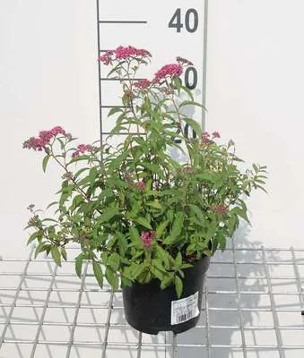 Produktbild von Spiraea jap. 'Anthony Waterer' - Brautspiere 20- 25 cm - Container