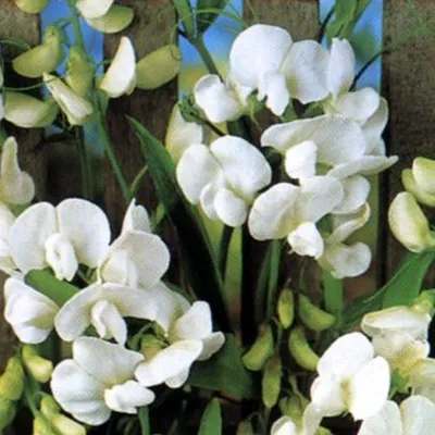 Image de 6 plants de vigne odorante (Lathyrus latifolius 'White Pearl') | Pot de 9 cm x 9 cm