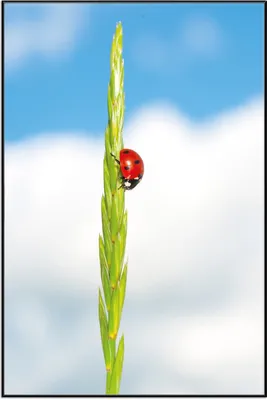 Produktbild von Wallario Wandbild Marienkäfer am Korn, Größe: 61 x 91,50 cm, Poster mit schwarzem Aluminiumrahmen