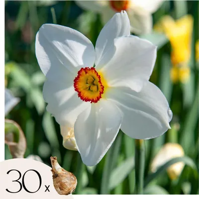 Image de Narcisse - Set de 30 - Narcissus 'Recurvus' - Bulbes à fleurs - Blanc