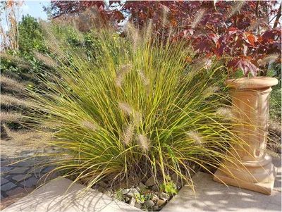 Produktbild von Stauden Gänge 1 x Pennisetum alopecuroides 'Compressum' im 1 Liter Topf - Lampenputzergras - Dichter Wuchs für charmante Gartenakzente