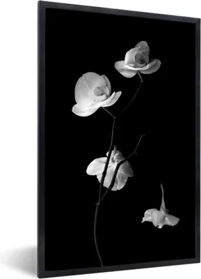 Produktbild von MuchoWow® MuchoWow® Gerahmtes Poster Orchidee - Blumen - Schwarz - Weiß - Stilleben 60x90 cm - Poster mit zchwarzem Bilderrahmen - Kunst
