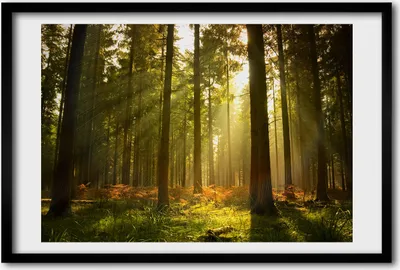 Produktbild von Bild 60x40 MDF-Rahmen, Wandkunst Wald in der Sonne
