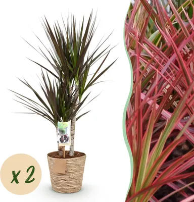 Productafbeelding van Dracaena Magenta - Drakenbloedboom - Weinig onderhoud - met mand - Groen - 2 Planten - 70-80cm - Ø17cm - Kamerplant - Groenblijvend