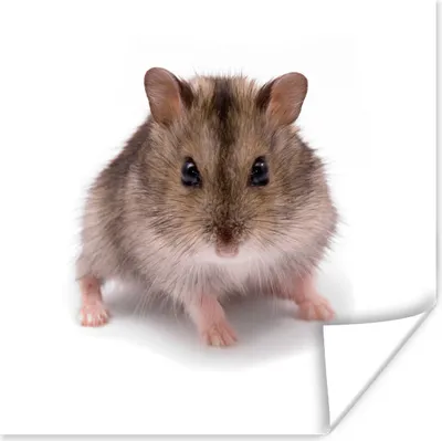 Produktbild von MuchoWow® Poster Kleiner Hamster 80x60 cm - Kunst für zu Hause
