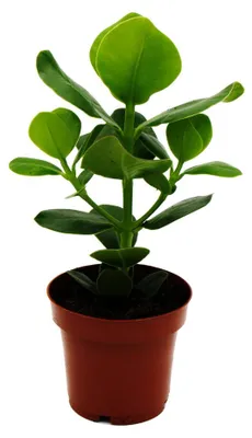 Obrázek produktu pro Balzámová jabloň - Clusia major - cca 25-35 cm - 12cm květináč - pokojová rostlina