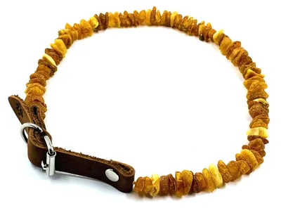 Image de Collier enambre baltique naturel pour chiens