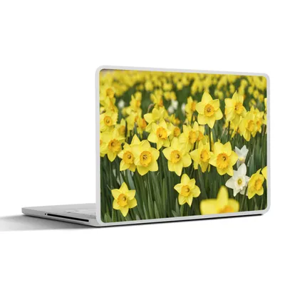 Produktbild von MuchoWow® Laptop Aufkleber Sticker Cover Blumen - Gelb - Narzissen 30x21 cm - Sticker für Laptop - Selbstklebend