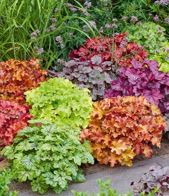 Produktbild von BALDUR Garten 5er Heuchera-Mix 'Farbenpracht', Pflanzen im 9x9 cm-Topf, leuchtstarke Blattschmuck-Stauden, bilden immergrüne Teppiche, winterhart, mehrjährig, pflegeleicht, ideal für Garten & Beet