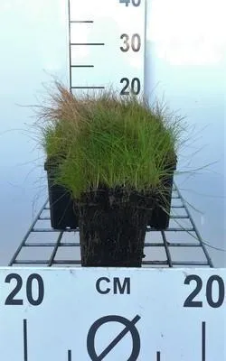 Obrázek produktu pro 6 x Eleocharis acicularis - ostřice jehlicovitá - květináč 9 x 9 cm