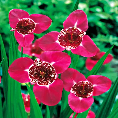 Produktbild von Tigerlilie Zwiebel Blumenzwiebel Kübel Tigerlilien Pfauenlilien Lilacea 10 St.