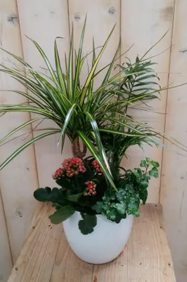 Productafbeelding van Bont plantenbakje binnen witte pot Warentuin Natuurlijk