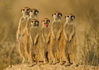 Produktbild von 3 D Ansichtskarte freche Erdmännchen, Postkarte Wackelkarte Hologrammkarte Bild Wildtiere