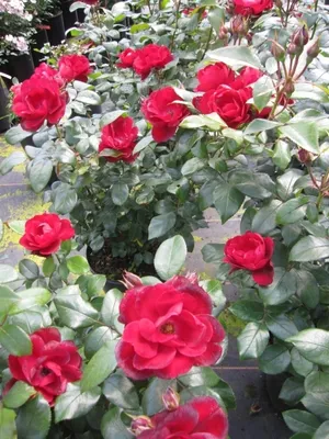 Produktbild von Rosa Milano ® - Beetrose Milano ® - Kordes Rose