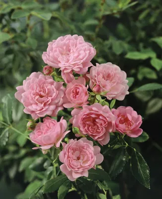 Produktbild von Rosa 'The Fairy', Bodendeckerrose, rosa, 15–20 cm