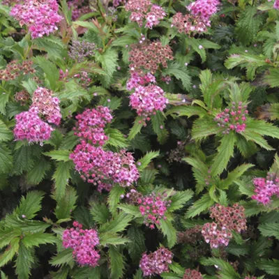 Obrázok produktu pre 2 x  letná spirea  - Spiraea japonica 'Crispa'  | 25-30 cm v kontajneri