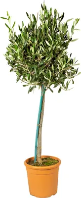 A potted olive tree against a white background.