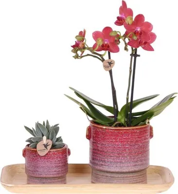 Productafbeelding van cadeauset Aura roze Phalaenopsis orchidee Congo en groene plantset met 2