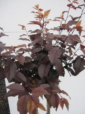 Produktbild von Hochstamm Blutpflaume - Prunus cerasifera Nigra - 80cm Stamm + Krone