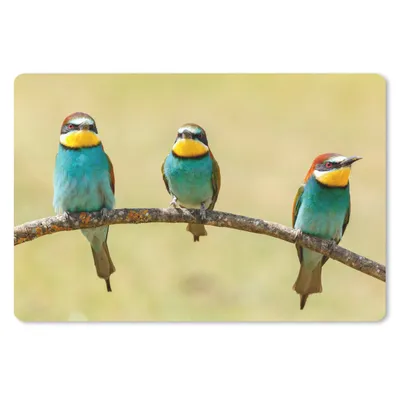 Produktbild von MuchoWow® Schreibtischunterlage Vögel - Tiere - Bienenfresser 60x40 cm - XXL Mauspad - Großes Mauspad