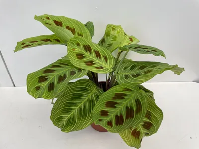 Zdjęcie produktu dla Maranta leuconeura 'Fantasy' ok. 30 cm Arrowroot - Roślina domowa - Roślina zielona