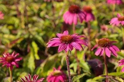 Produktbild von 6 x Echinacea purp. 'Pow Pow Wildberry' - Sonnenhut - Topf 9 x 9 cm