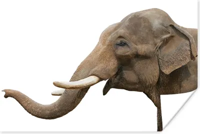 Produktbild von MuchoWow® Poster Elefant - Zähne - Weiß 120x80 cm - Bilder
