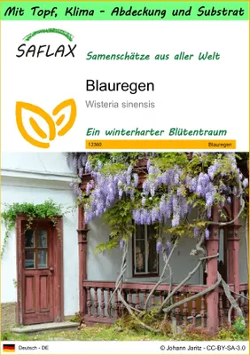 Produktbild von SAFLAX Garden to go - Blauregen - Wisteria sinensis - 4 Samen - Mit Topf, Klima - Deckel und Anzuchtsubstrat