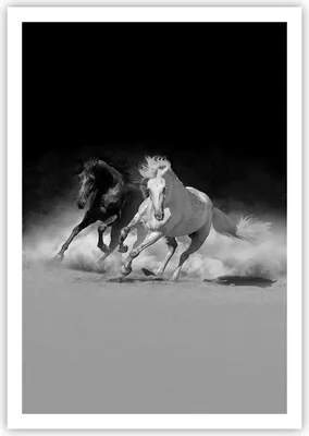 Produktbild von Poster - Poster ohne Rahmen - Andalusier Pferde Galopp - 70x100 cm - Wand Bild - Wanddeko - Wandbilder - Kunstposter - Wandposter - Bilder - Kunstdruck - Wanddekoration - Wandbild - P2XPA70x100-4240