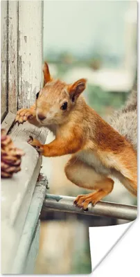 Produktbild von MuchoWow® Poster Eichhörnchen - Fenster - Herbst - Tannenzapfen 20x40 cm - Plakat - Foto