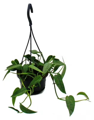 Produktbild von Pflegeleichte Mini-Ampelpflanze - Epipremnum 'Cebu Blue' - Blaue Efeutute