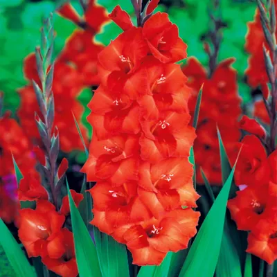 Produktbild von Gladiole Schwertblume Sommerblühende Siegwurze Orange 30 St.