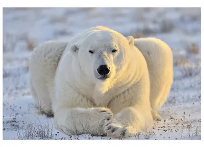 Produktbild von Fototapete - Bear 375x250cm - Vliestapete
