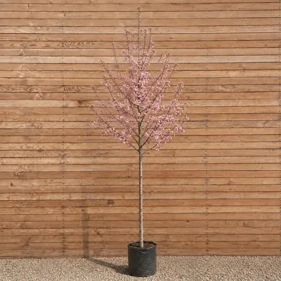 Produktbild von Zierkirsche Accolade 300-350 cm, Stammumfang 12-14 cm - Prunus Hochstamm