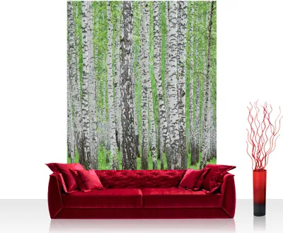 Obrázek produktu pro Fototapeta z netkané textilie č. 0433 - 208x275 cm - bříza, lesní stromy (R)