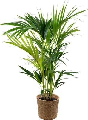 Produktbild von Bloomique - Howea Forsteriana - Kentia Palme - Zimmerpflanzen - Pflegeleicht - Haustierfreundlich - Höhe 90-100 cm - Mit Seegras Korb 19 cm