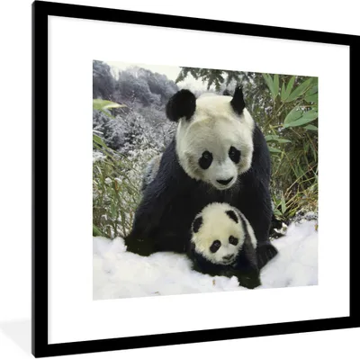 Produktbild von MuchoWow® Gerahmtes Poster Panda - Jungtier - Schnee 40x40 cm - Poster mit Schwarzem Bilderrahmen Wandposter Rahmen Foto Bilder - Poster - Plakat im Rahmen