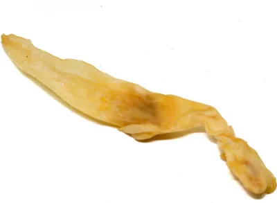 A single dried dog treat, likely a rabbit ear, against a white background.
