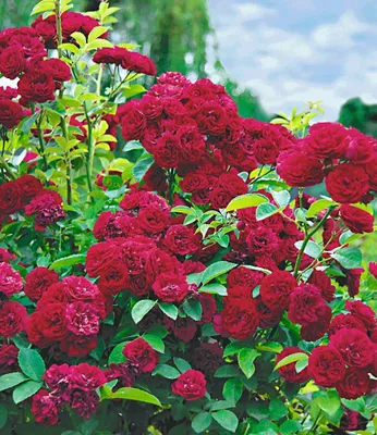 Produktbild von BALDUR Garten Rambler-Rosen 'Chevy Chase', 1 Pflanze, Kletterrose winterhart mehrjährige Kletterpflanze, blühend, Rosa Hybride, dicht gefüllte Blüten, Rosen-Rarität
