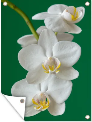 Produktbild von MuchoWow® 60x80 cm Outdoor-Poster Gartendeko Sichtschutz Garten Poster für den Garten  Orchidee mit grünem Hintergrund
